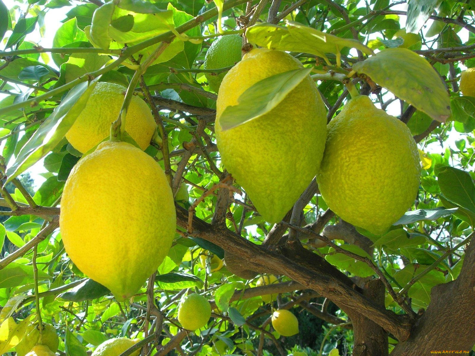Ордубадский лимон